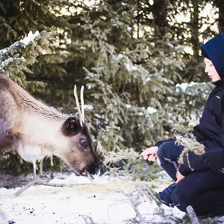 Aurora Sauna Hideaway Tervola