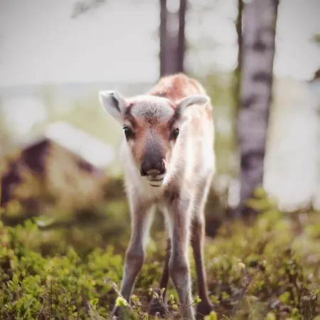 Beautiful Rural Experience With Reindeer Tervola