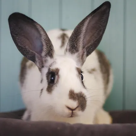 Villa Aurora Sauna Hideaway *