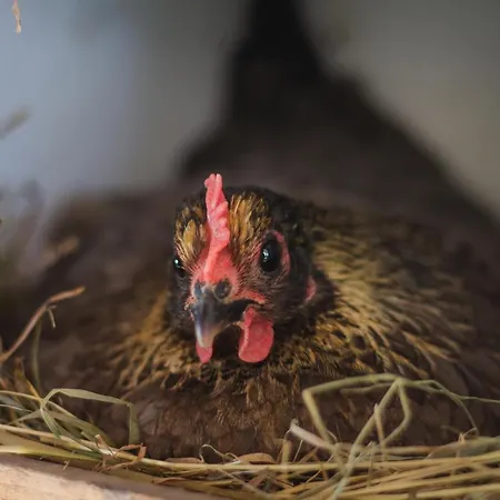 Aurora Sauna Hideaway Tervola