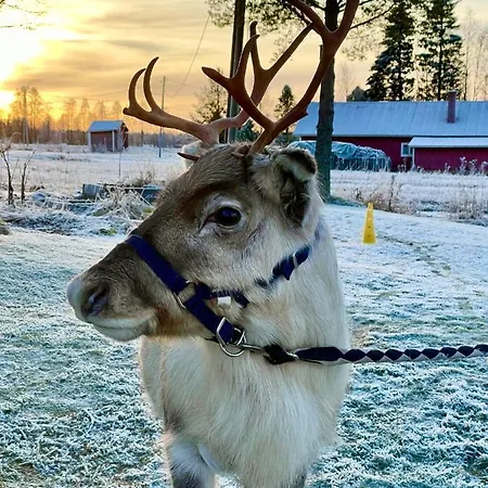 Beautiful Rural Experience With Reindeer Tervola