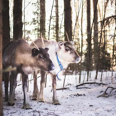 Beautiful Rural Experience With Reindeer
