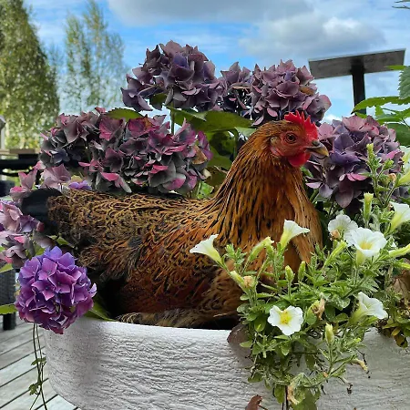 Aurora Sauna Hideaway Tervola