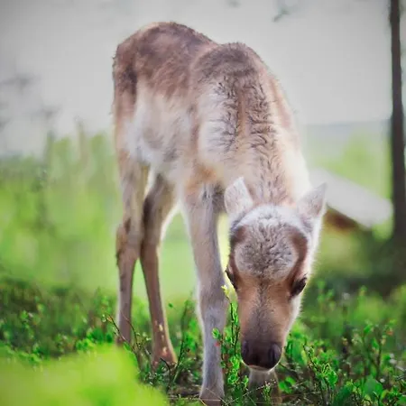Beautiful Rural Experience With Reindeer Tervola