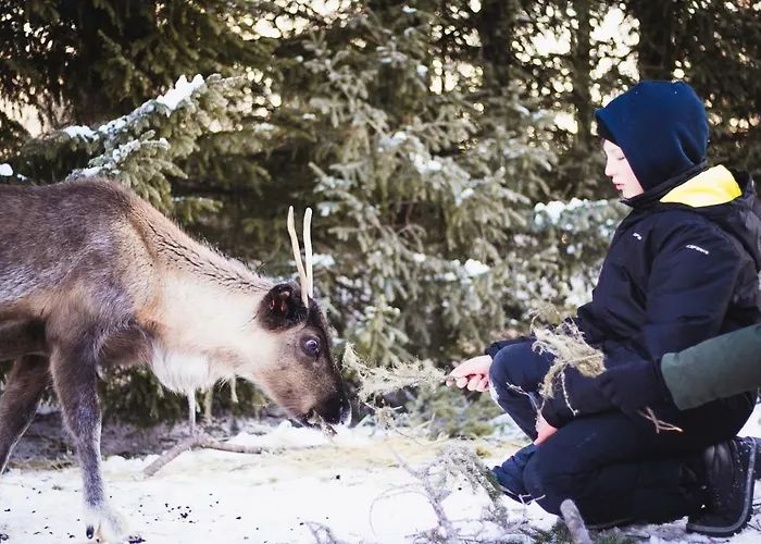 Aurora Sauna Hideaway Tervola