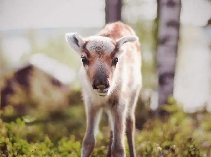Aurora Sauna Hideaway Tervola