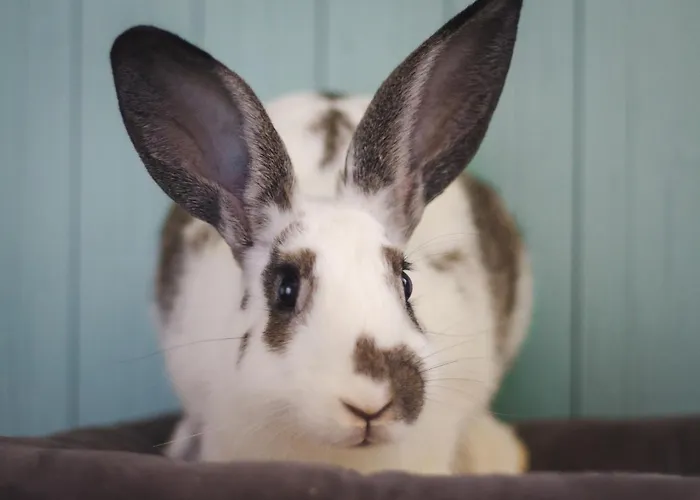 Huvilat Aurora Sauna Hideaway *