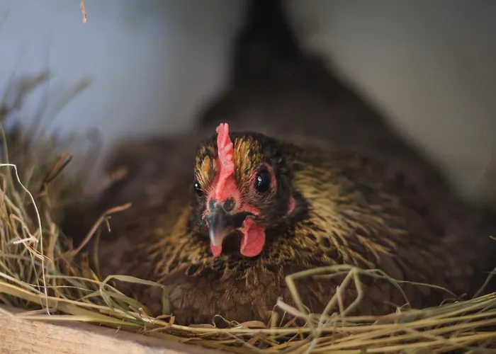 Aurora Sauna Hideaway Tervola