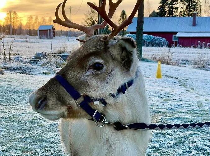 Aurora Sauna Hideaway Tervola