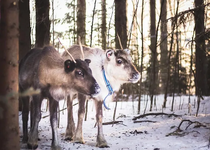 Aurora Sauna Hideaway