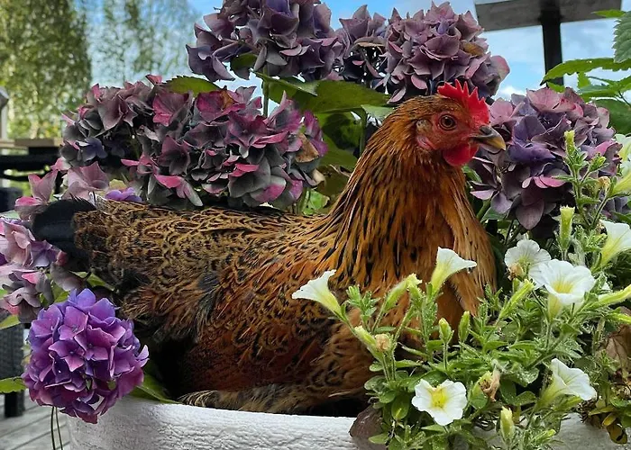 Aurora Sauna Hideaway Tervola