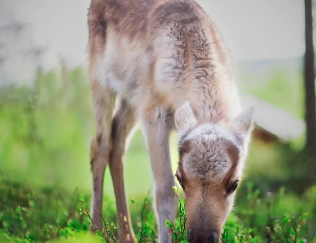 Aurora Sauna Hideaway Tervola